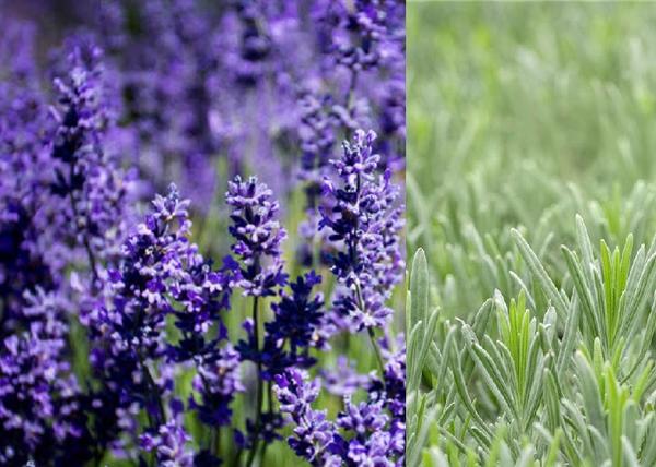Lavandula intermedia Grappenhall / Grappenhall Levendula