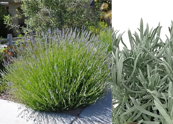 Lavandula x intermedia Grosso / Grosso Levendula