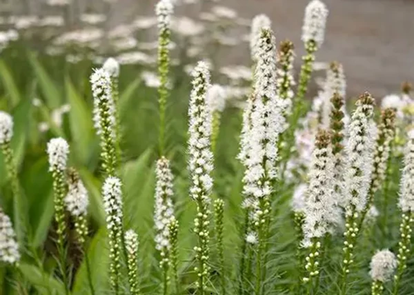 Liatris spicata alba / Füzéres díszcsorba fehér
