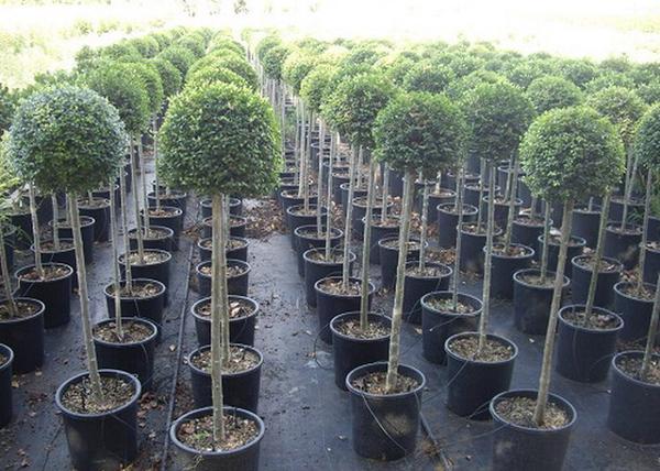 Ligustrum jonandrum / Törpe fagyal