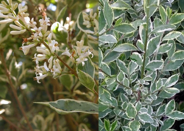 Ligustrum ovalifolium Argenteum / Fehér-tarka levelű fagyal