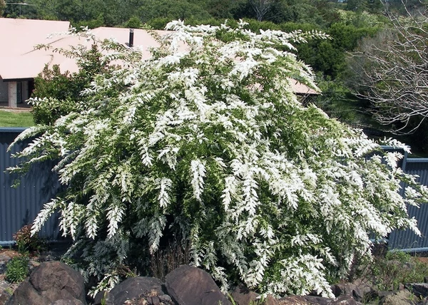 Ligustrum sinense / Kínai fagyal