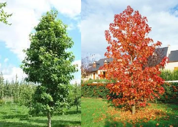 Liquidambar styraciflua Golden Sun  Aranysárga Ámbrafa