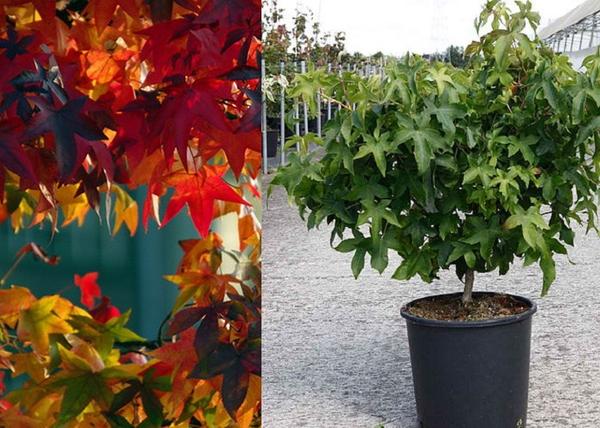 Liquidambar styraciflua Gum ball / Amerikai ámbrafa gömb