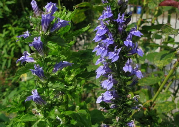 Lobelia speciosa Blue / Pompás Lobélia kék virágú