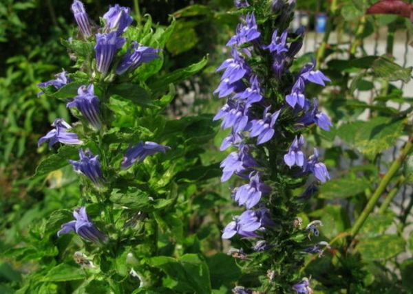 Lobelia speciosa Blue / Pompás Lobélia kék virágú