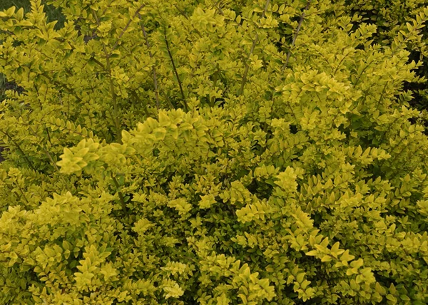 Lonicera nitida Baggesen's gold /  Örökzöld mirtuszlonc Sárga levelű 