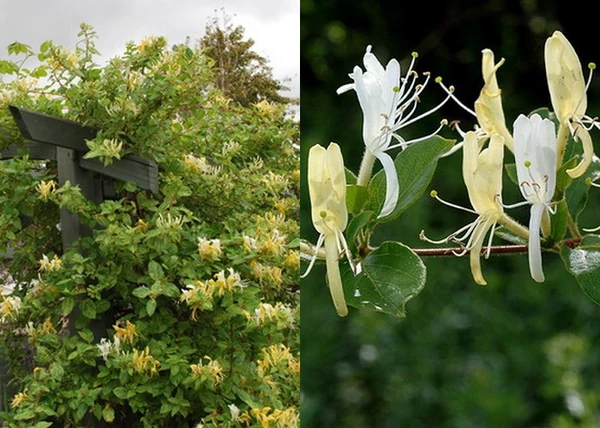 Lonicera japonica halliana / Örökzöld japán futólonc