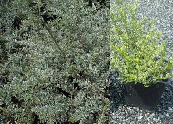 Lonicera nitida Silver Beauty / Fehr tarka level mirtuszlonc