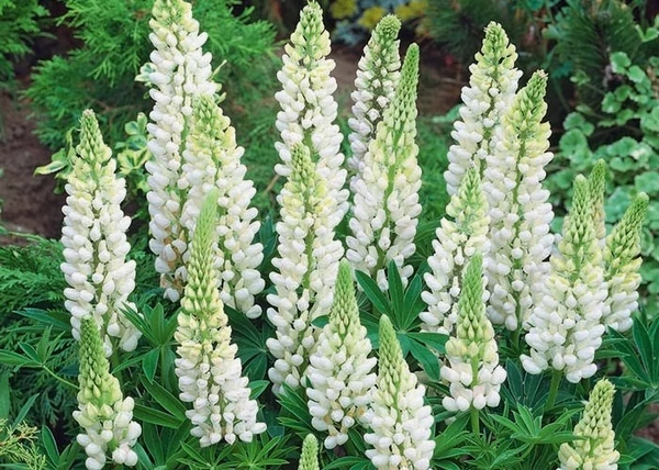 Lupinus Noble Maiden / Csillagfürt Fehér