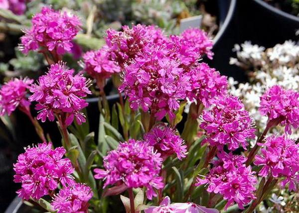 Lychnis alpina / Havasi kakukkszegfű