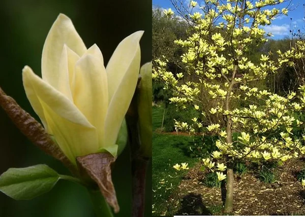 Magnolia Golden Gift / Sárga virágú liliomfa