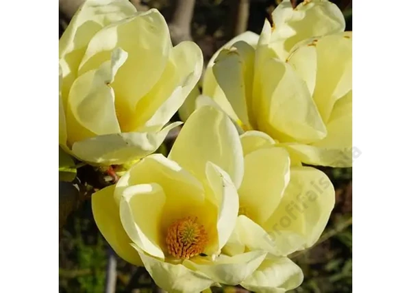 Magnolia Honey Tulip / Méz-sárga virágú liliomfa