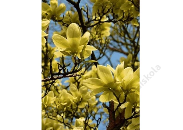 Magnolia Acuminata x Denudata Butterflies / Sárga virágú liliomfa