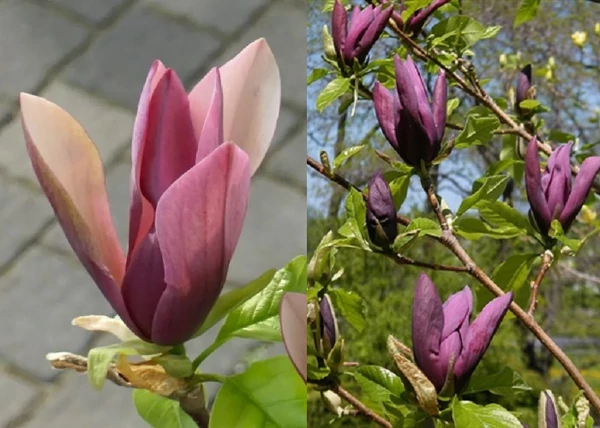 Magnolia Black Beauty / Sötétlila virágú Liliomfa