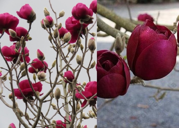 Magnolia Black Tulip / Sötét bordó virágú liliomfa