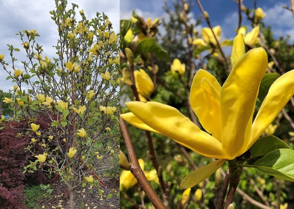 Magnolia Daphne / Sárga virágú liliomfa