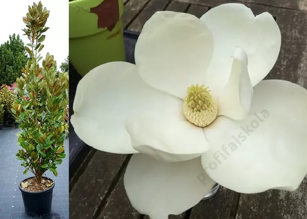 Magnolia grandiflora Francois Treyve / Örökzöld Liliomfa