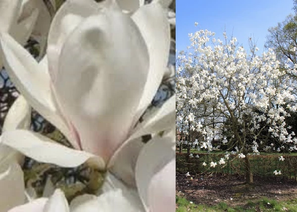 Magnolia Manchu Fan / Fehér virágú Liliomfa