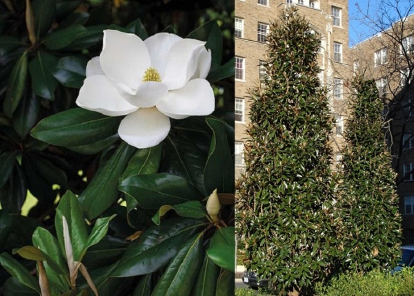 Magnolia grandiflora Alta / Oszlopos Örökzöld Liliomfa