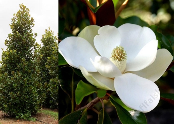Magnolia grandiflora Bracken's Brown Beauty / Örökzöld liliomfa