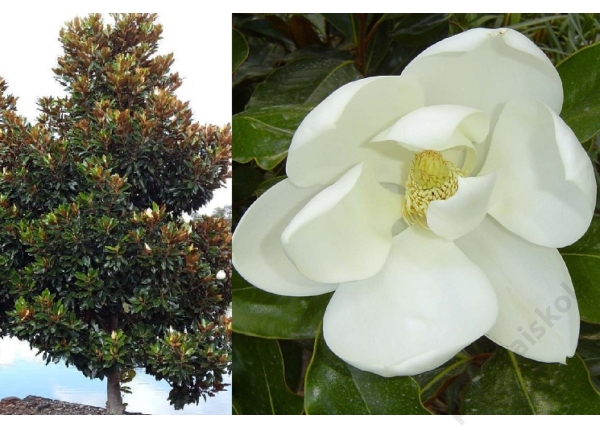 Magnolia grandiflora Nantais / Örökzöld Liliomfa