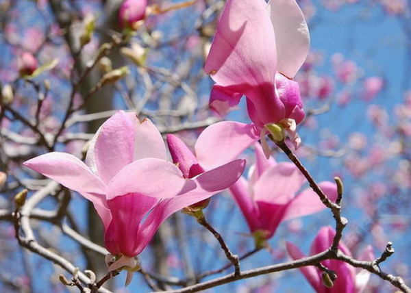 Magnolia hybrid Jane / Világosrózsaszín liliomfa
