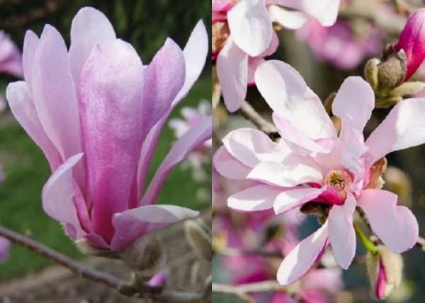 Magnolia loebneri Leonard Messel / Leonard Messel liliomfa