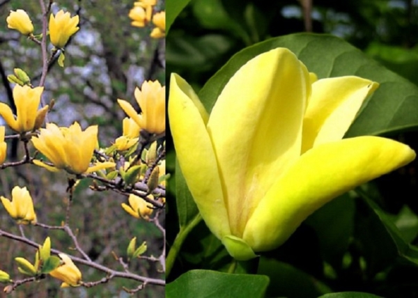 Magnolia yellow bird / Sárga virágú liliomfa