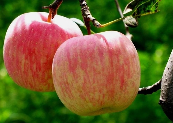 Malus Domestica Fuji / Fuji alma