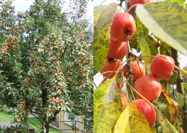 Malus John Downie / Díszalma John Downie