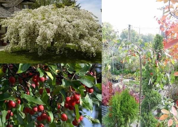 Malus Red Jade / Díszalma Red Jade