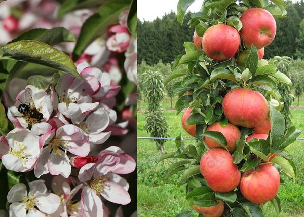 Malus domestica Borkh Sonate / Oszlopos füzéralma Sonate