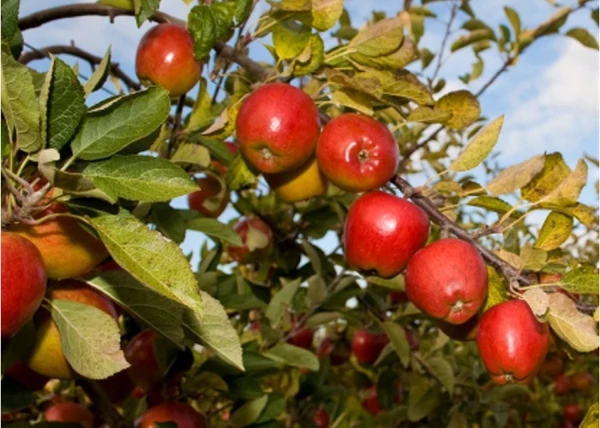 Malus domestica Braeburn / Braeburn alma