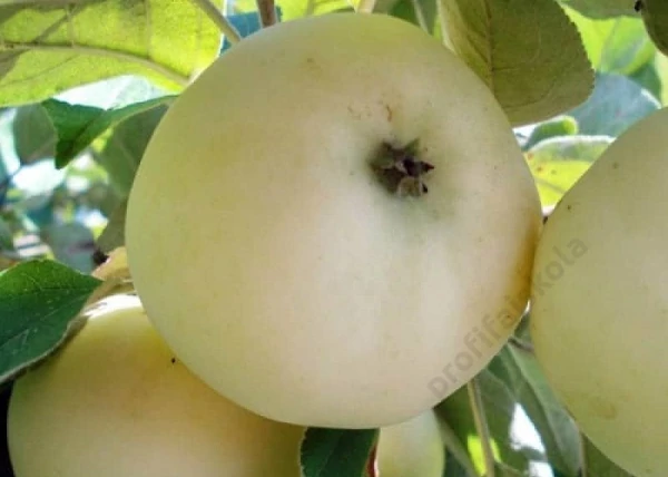 Malus domestica Fehér Klára / Fehér Klára alma