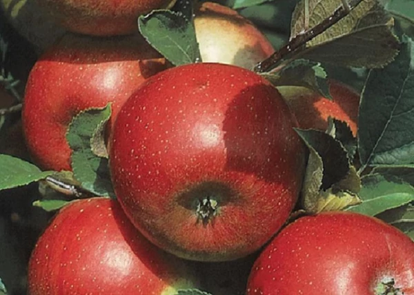 Malus domestica Freedom / Freedom alma