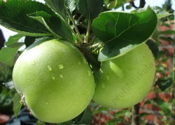 Malus domestica Granny Smith / Granny Smith alma
