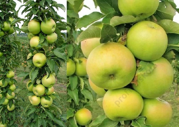 Malus domestica Greencats / Greencats oszlopos alma
