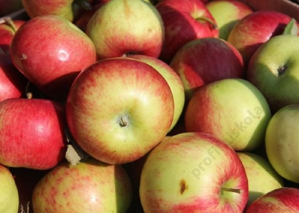 Malus domestica Húsvéti rozmaring / Húsvéti rozmaring alma