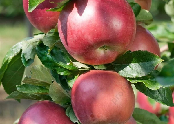 Malus domestica Idared / Idared alma