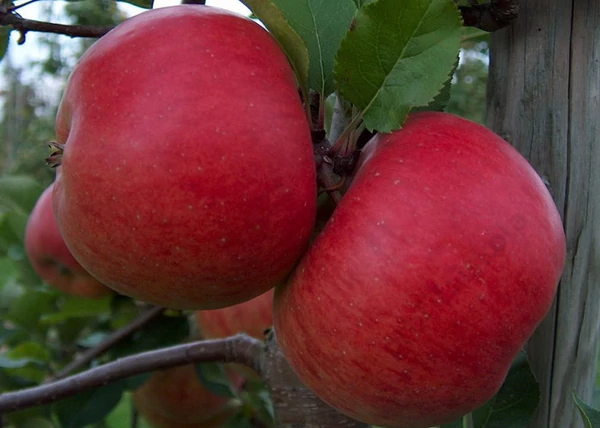 Malus domestica Jonathan Csányi 1 / Jonathan Csányi 1 alma