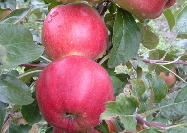 Malus domestica Nyári Zamatos / Nyári Zamatos alma