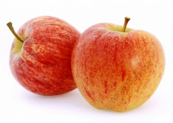 Malus domestica Royal Gala (Tenroy) / Gála alma