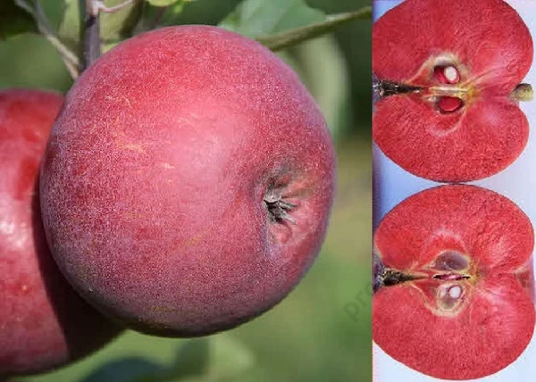 Malus domestica Sonja / Sonja vörösbélű alma