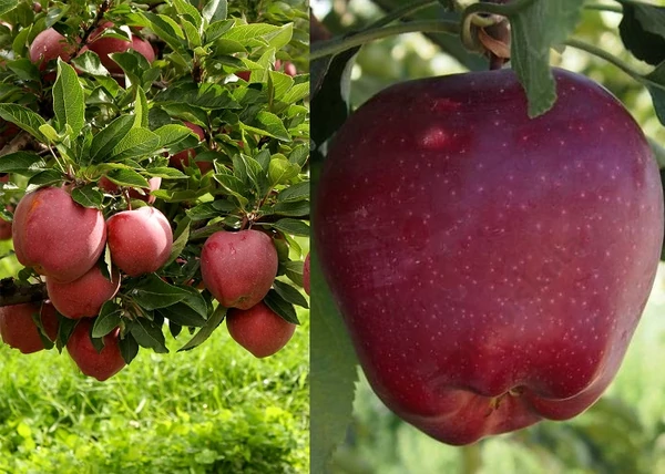Malus domestica Starkrimson Delicious / Starkrimson Delicious alma Törpe alany M9