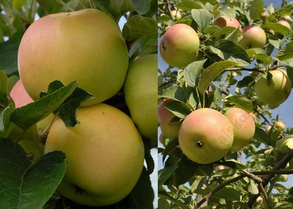 Malus domestica Téli banánalma / Téli banánalma