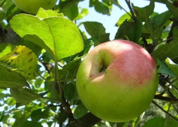 Malus domestica Batul / Batul alma