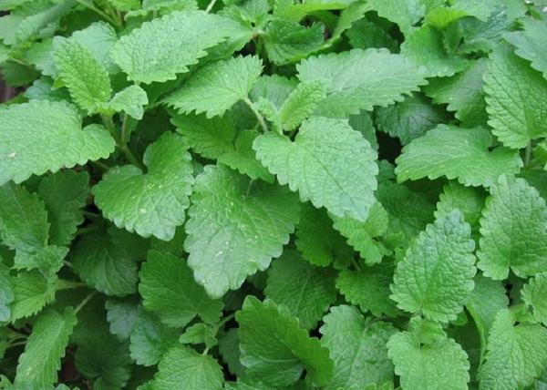 Melissa officinalis / Citromfű