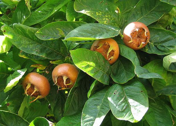 Mespilus germanica Hollandi óriás / Hollandi óriás naspolya