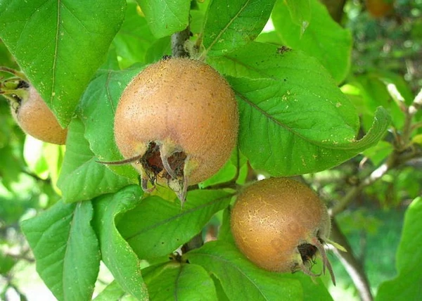Mespilus germanica Szentesi Rózsa / Szentesi Rózsa naspolya